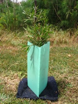 Pp ont ridé les gardes de plastique de Corflute Sustainable Tree de garde d'arbre