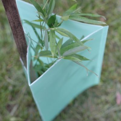 protecteurs en plastique de tronc d'arbre d'arbre de 2mm Corflute de triangle ondulée de gardes
