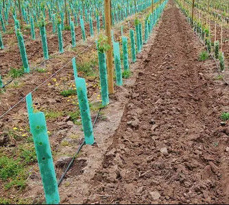 L'arbre ridé de Corflute garde des gardes d'arbre de polypropylène de 3mm