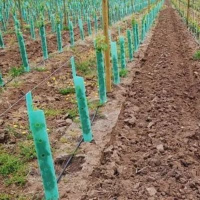Impact de Corflute Vine Protectors de garde de plastique d'arbre de polypropylène anti