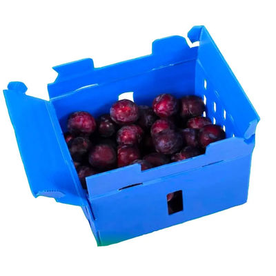 Boîte en plastique ondulé en PP Boîte d'emballage de fruits en coroplastique personnalisée pliable recyclable