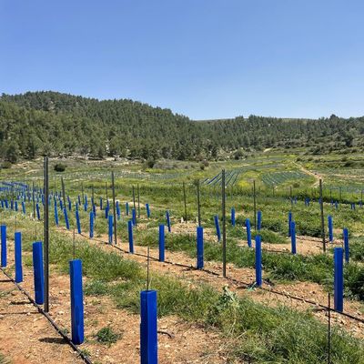 Corflute Tree Guard adapté aux jardiniers, paysagistes et pépinières d'arbres à la recherche de tubes de protection des plants durables