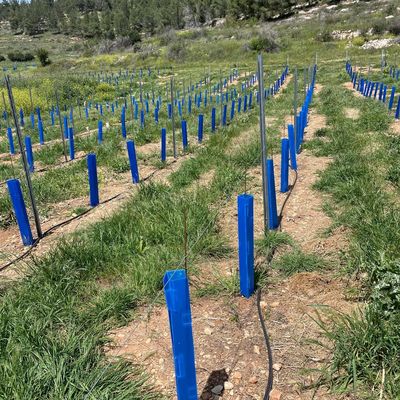 Corflute Tree Guard adapté aux jardiniers, paysagistes et pépinières d'arbres à la recherche de tubes de protection des plants durables
