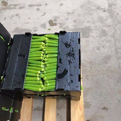 Une boîte d'emballage en coroplastique personnalisée pour les fruits et légumes. Une caisse en plastique légère, imperméable, durable, recyclable, pliable et empilable.