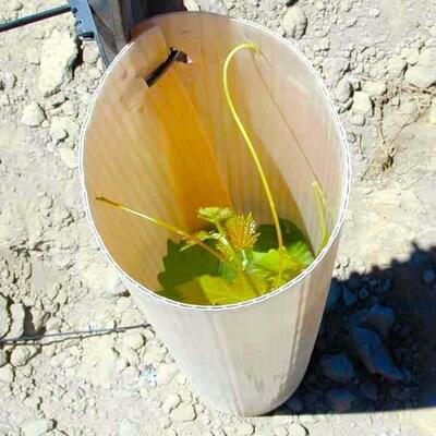 PP plastic vine guard – Durable PP plant protection tube designed to shield young vines from wind, pests, and physical damage while promoting healthy growth in agricultural and forestry applications.